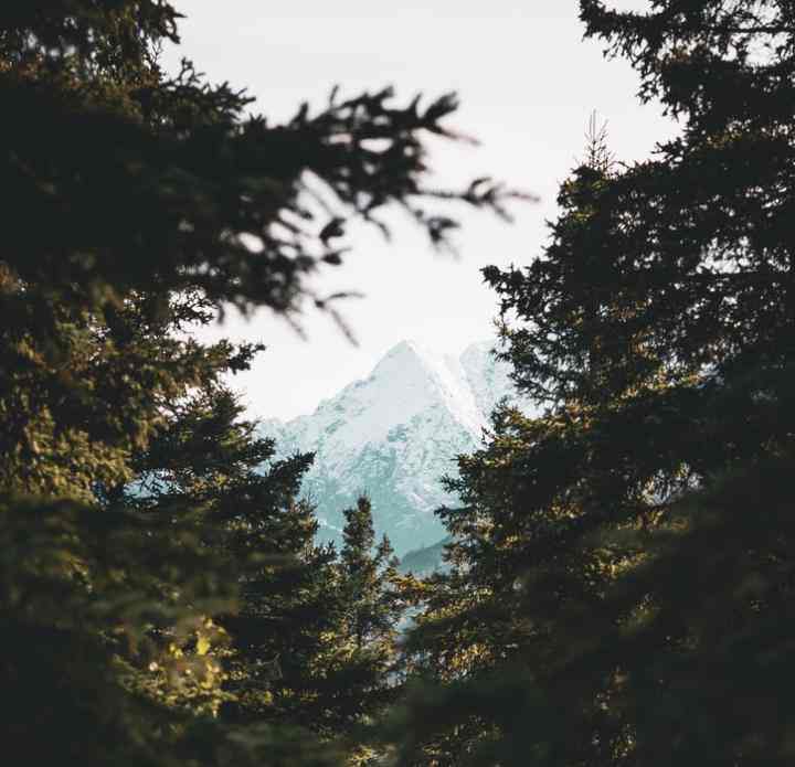 mountain trees